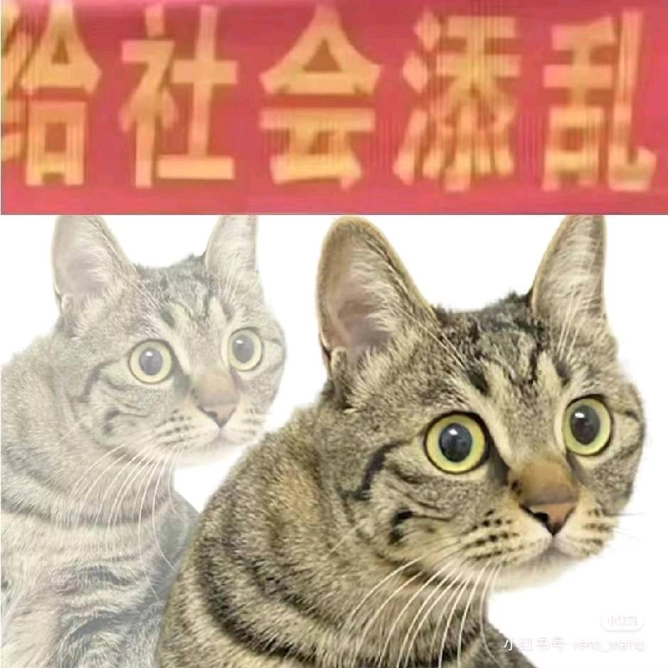 妲妲筱己己