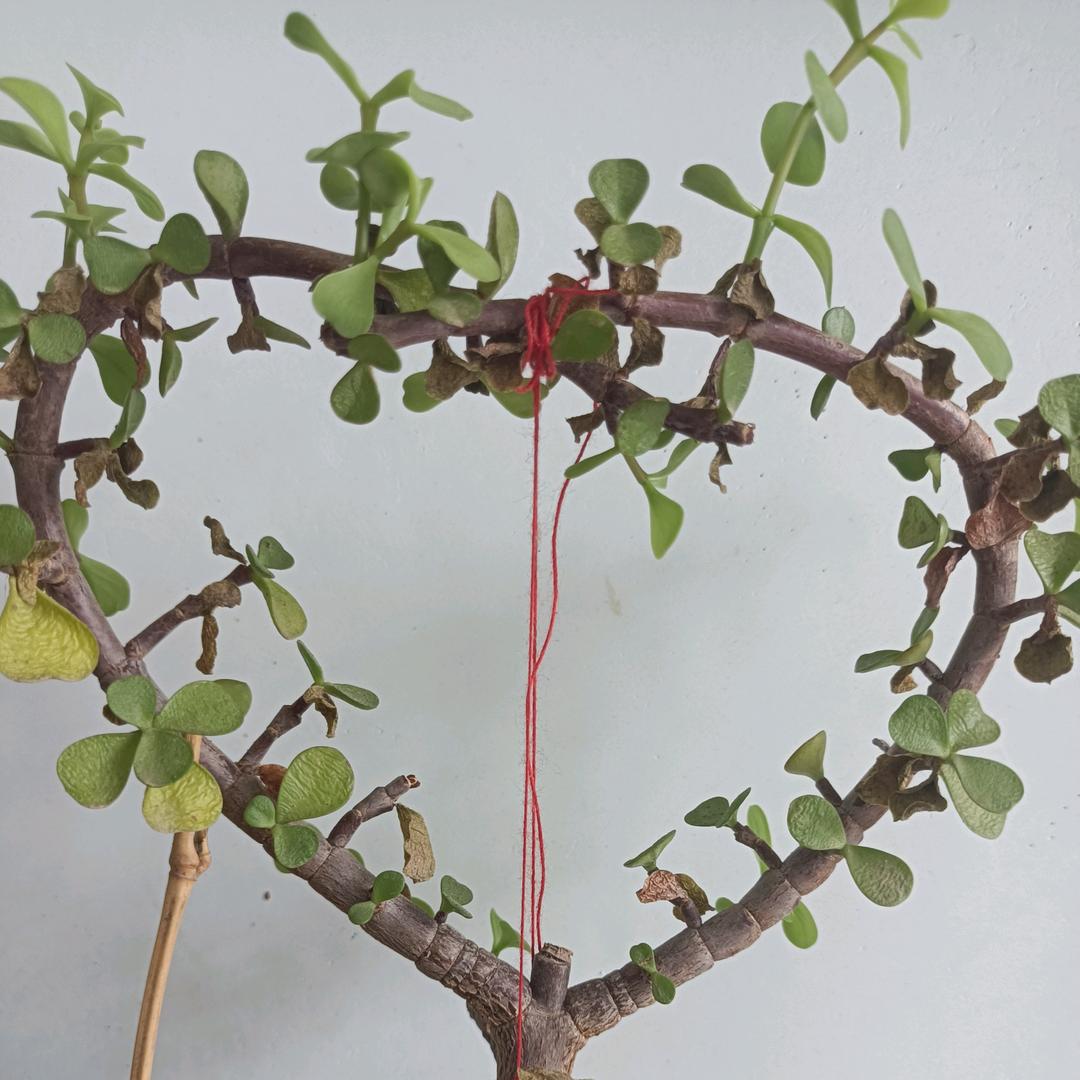 枫叶荻花秋瑟瑟🍁