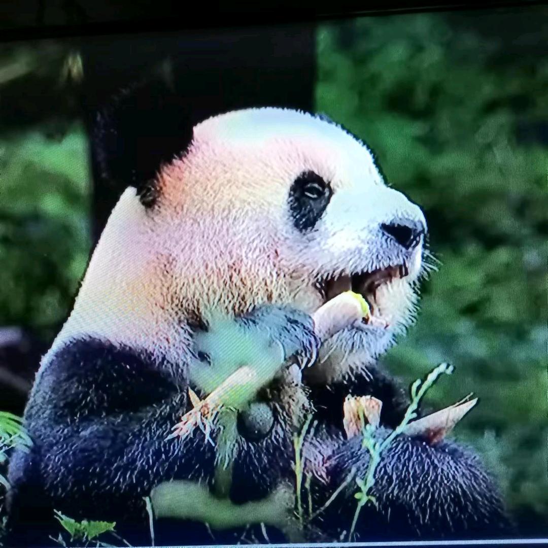 志摩