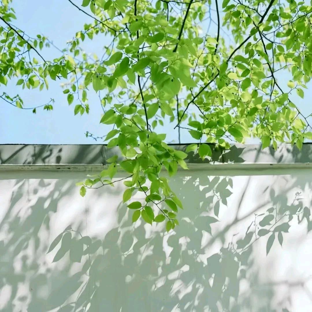 多宝