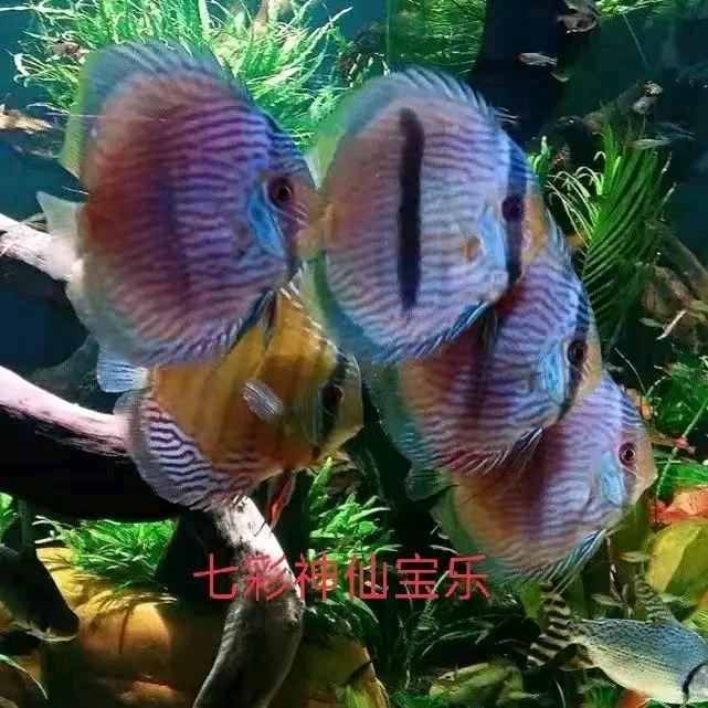 🐠七彩神仙鱼🐠宝乐