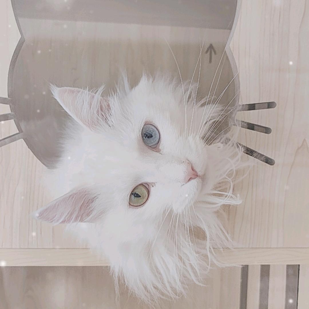 我是一只打工喵