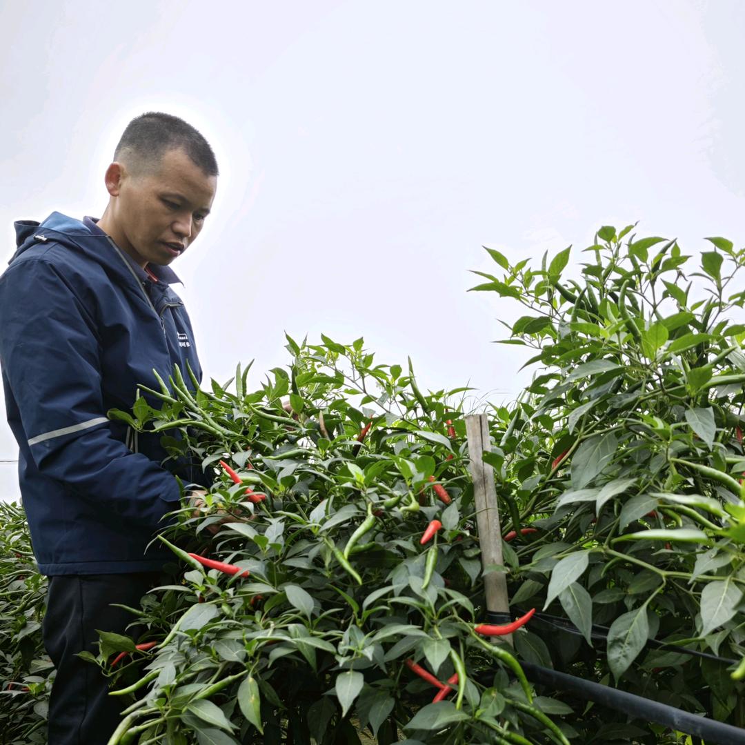 北海辣椒哥之红椒绿叶