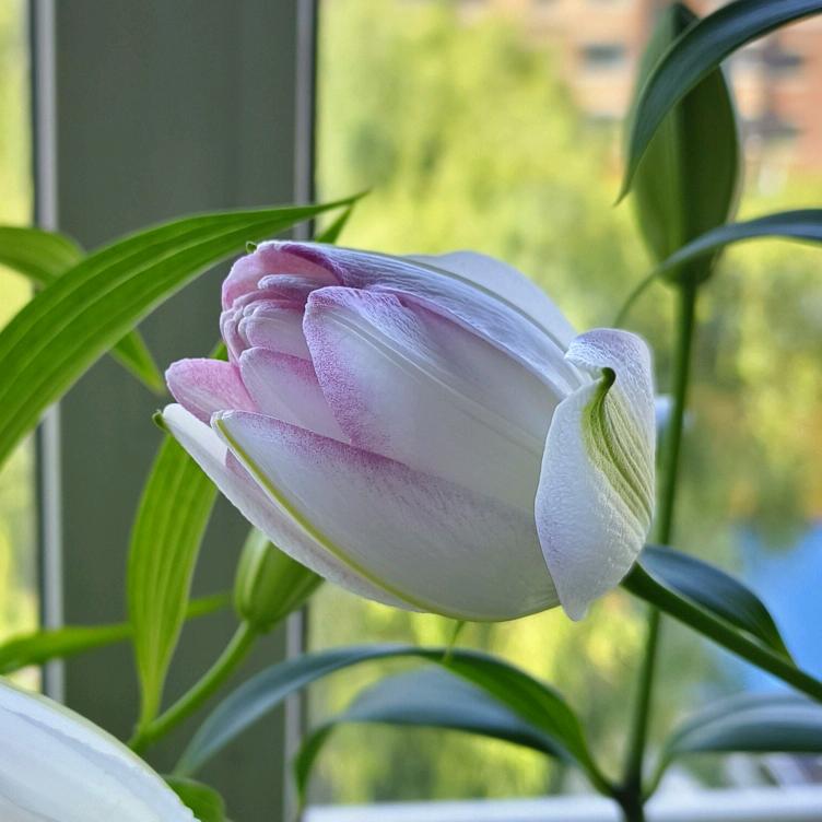 小荷花