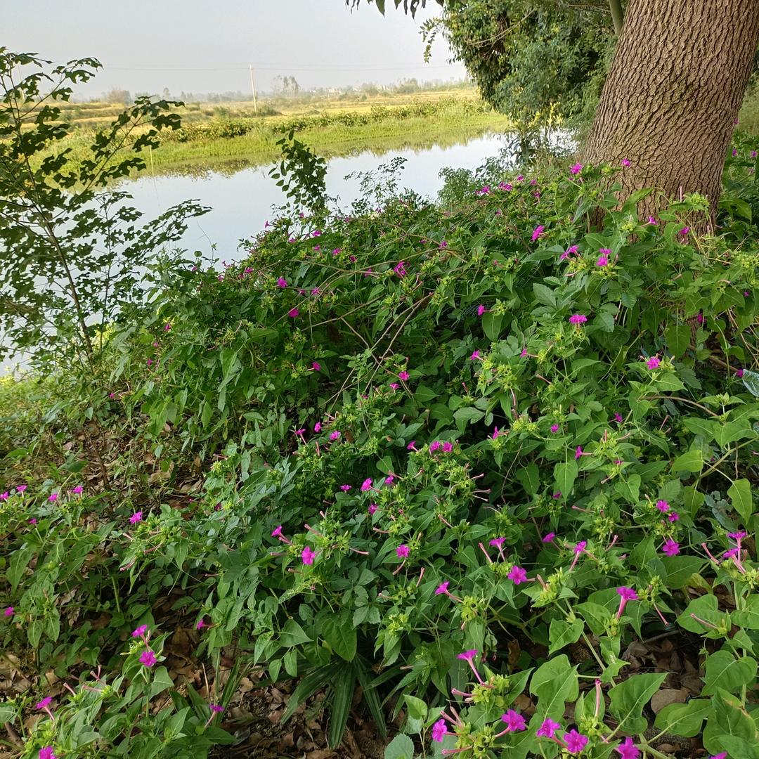 肖绍炜