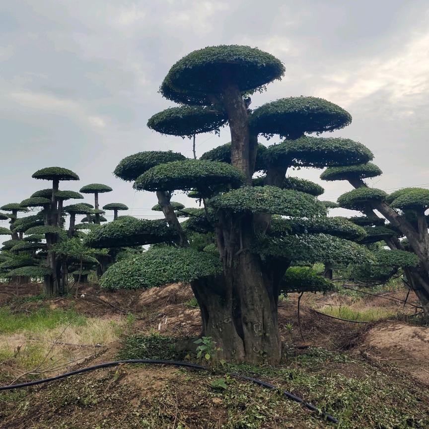 微利盆景园(对节白蜡)。