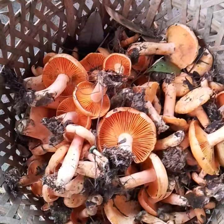 湖北老王野生菌批发🍄🍄🍄