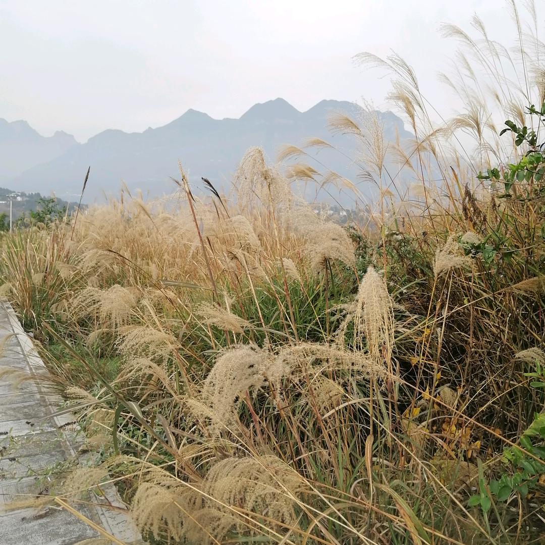 @小张在乡村