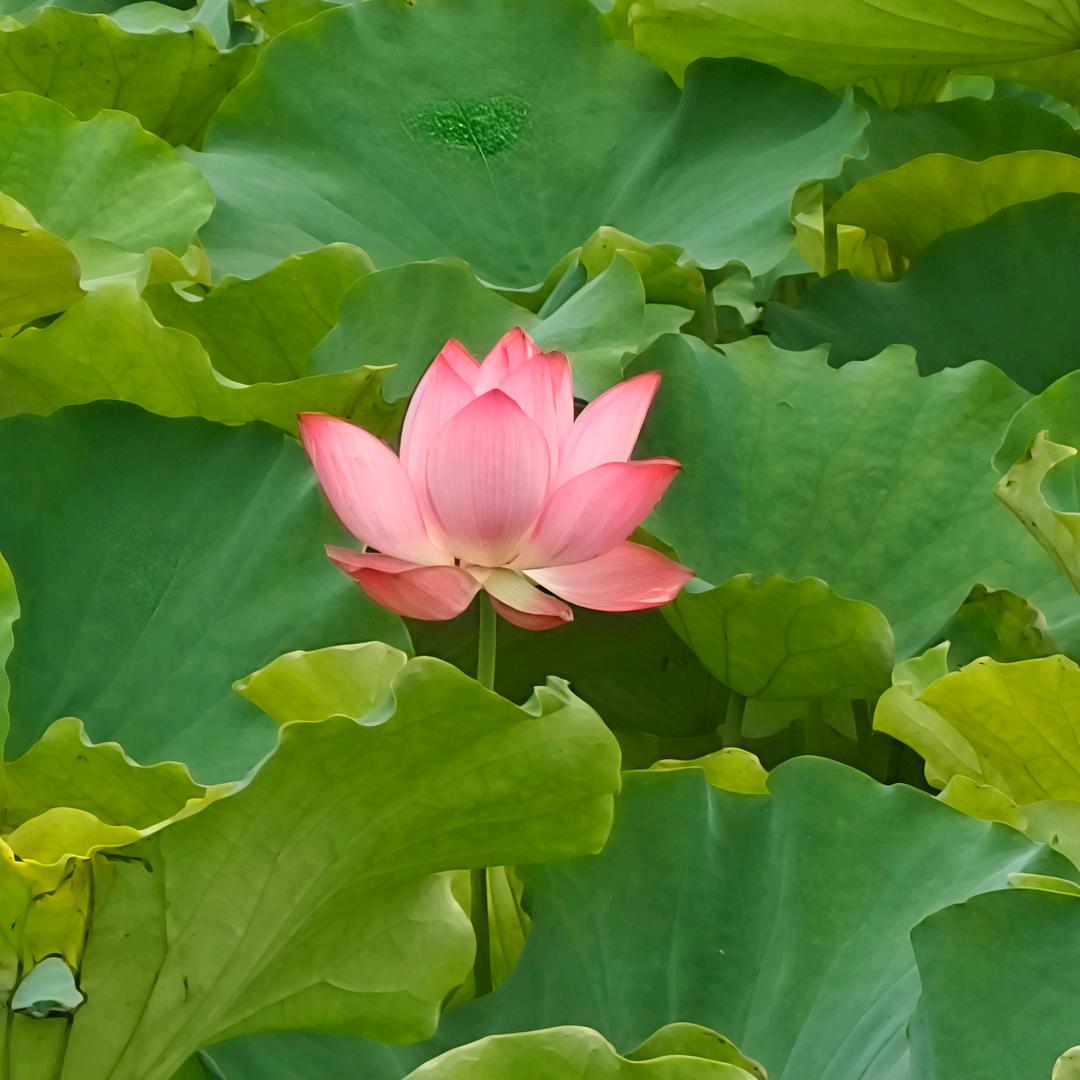 风起云起