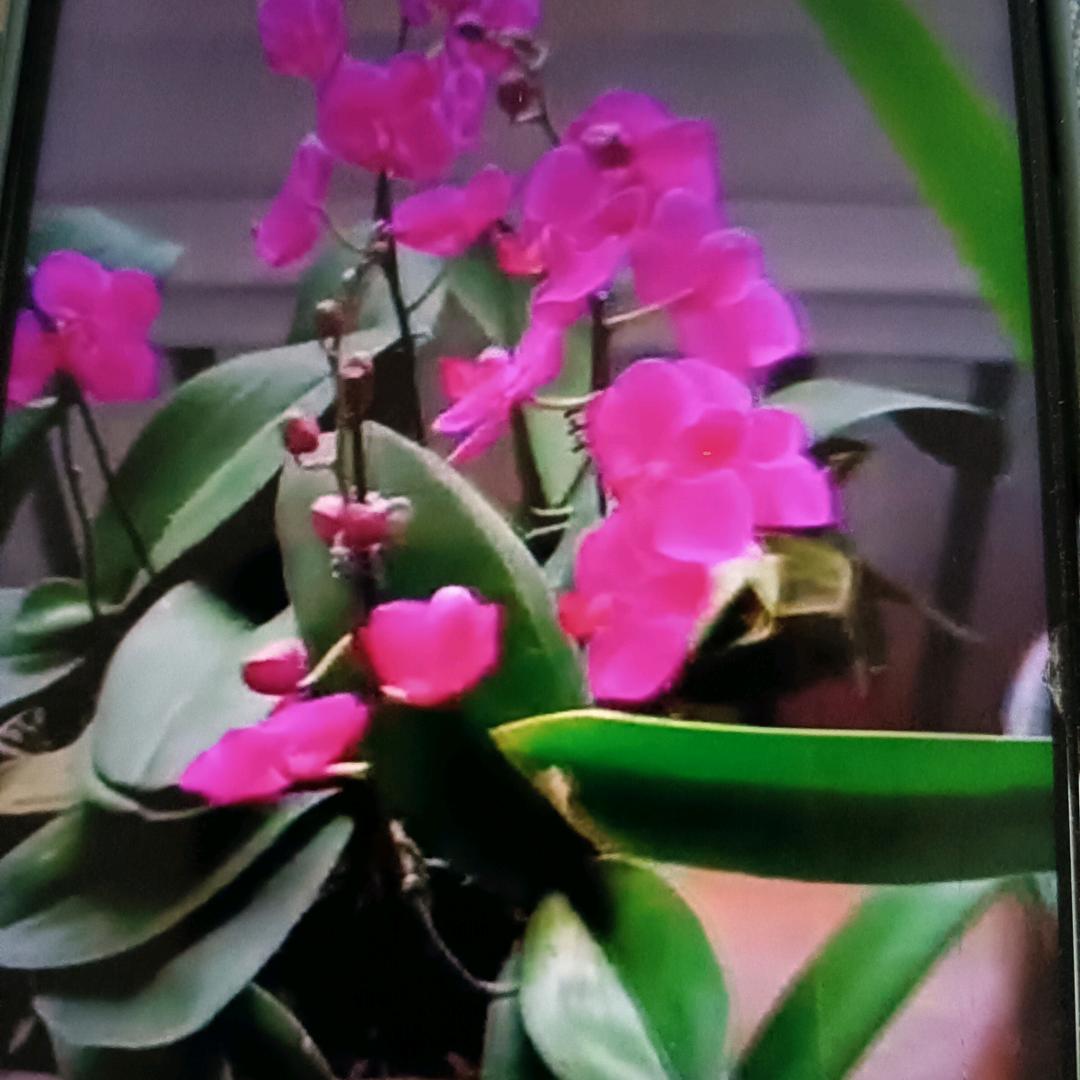 花开富贵·