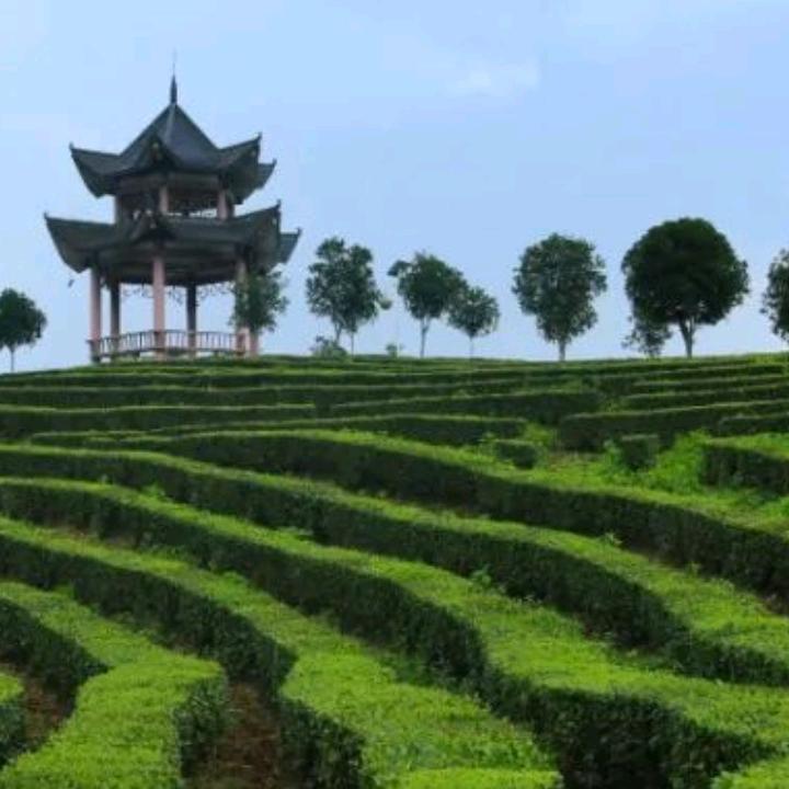 杠上开花