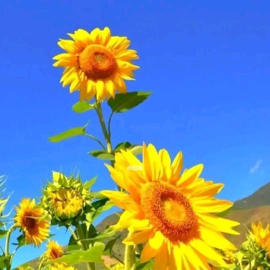 Bel|a🦄寒假自习室，学习搭子！