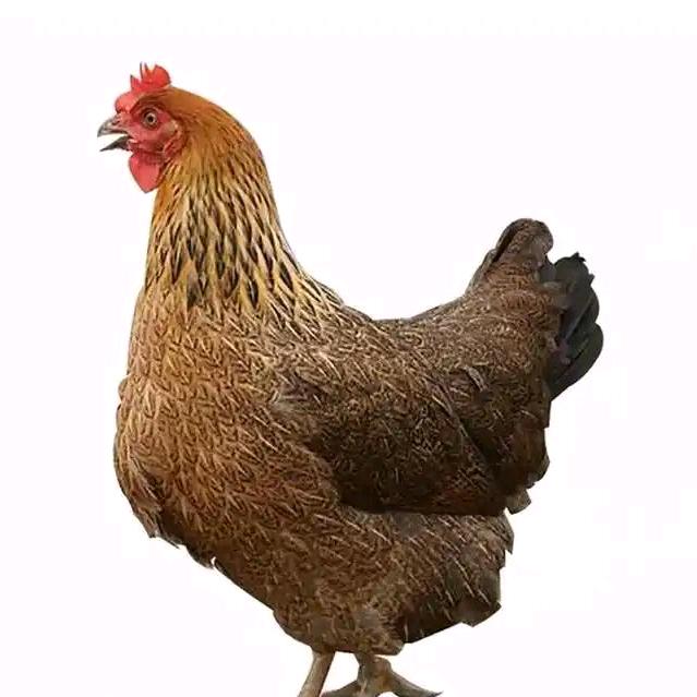 母鸡(不食油饼版)