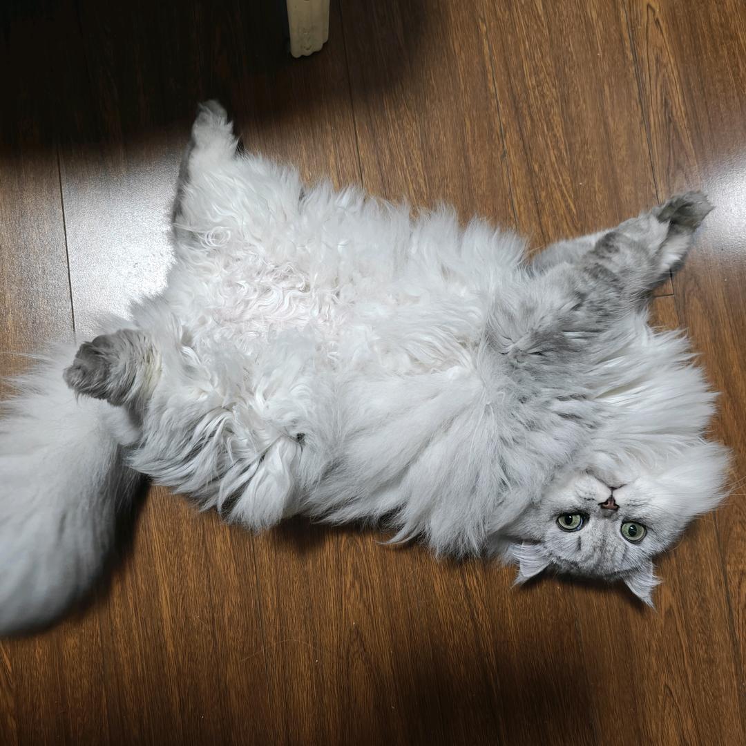 二毛