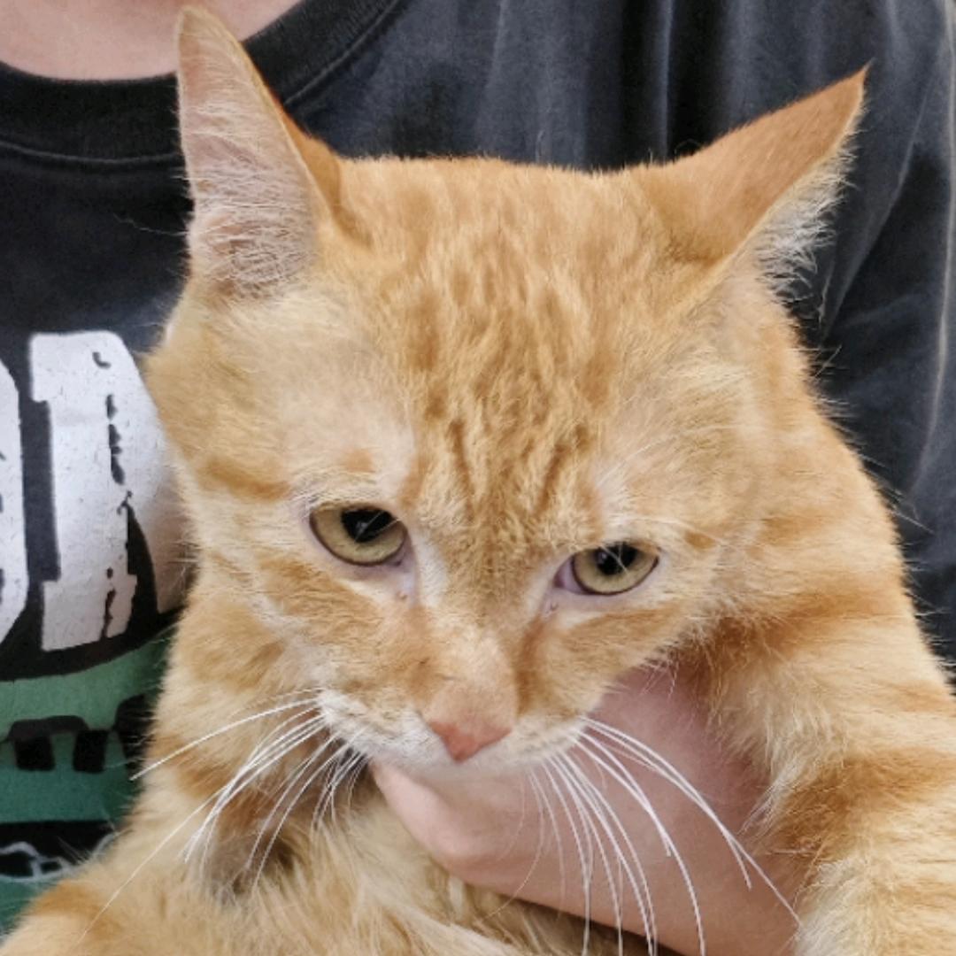 橘猫啊