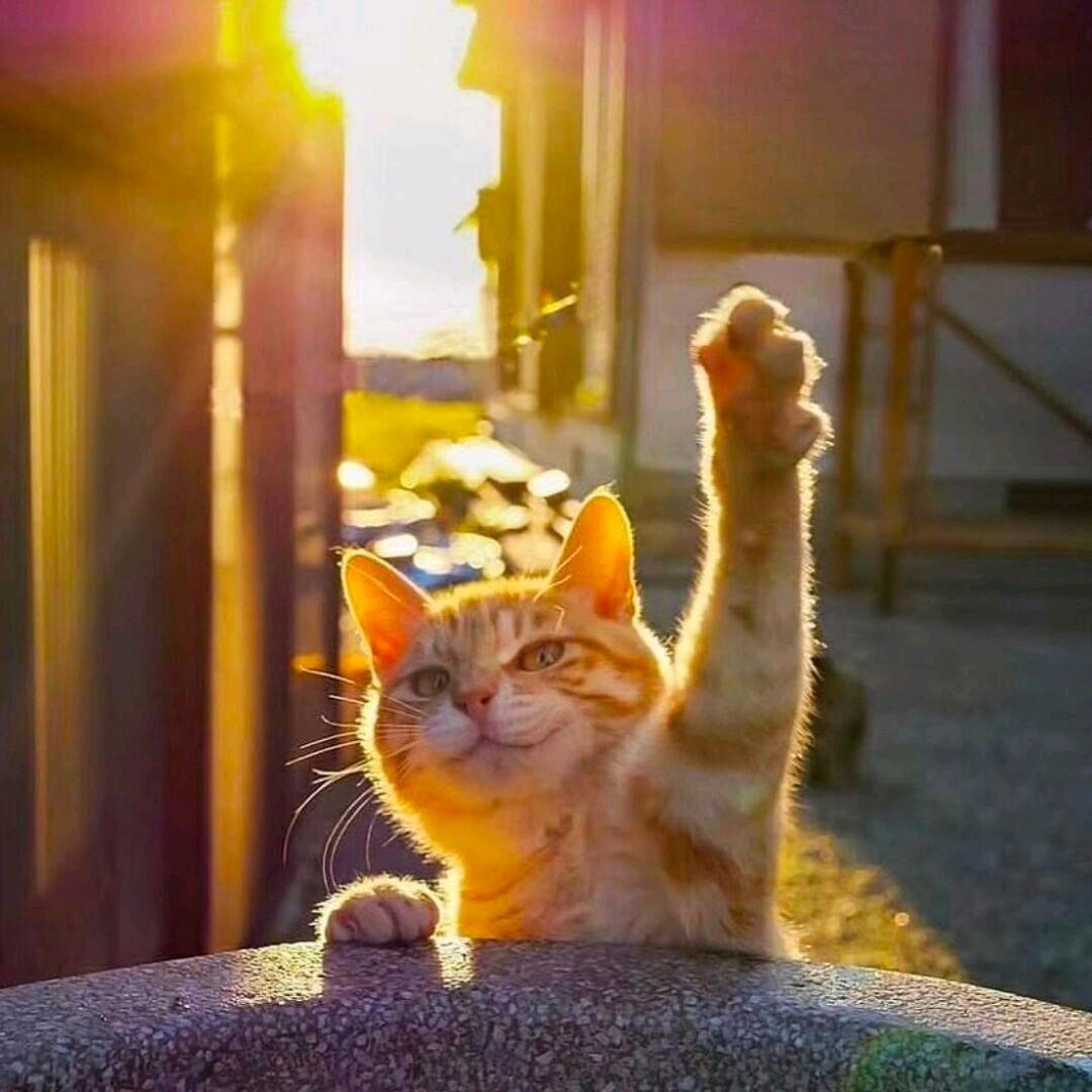 一条猫🐈