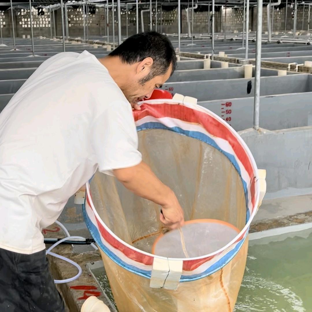 落龙子