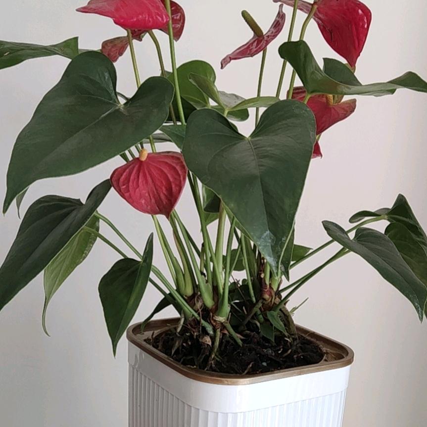 芬芬L