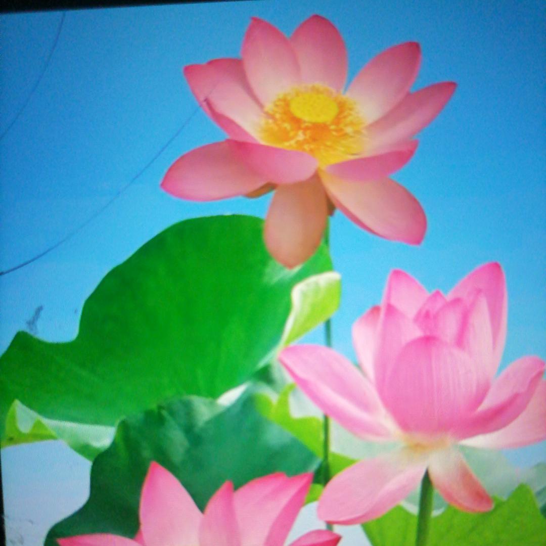 平平安安一顺百顺