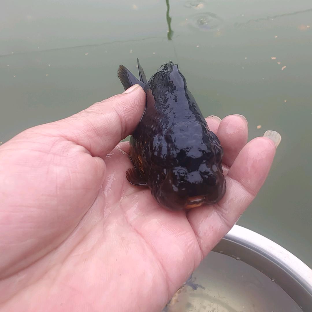 精品玛丽观赏鱼