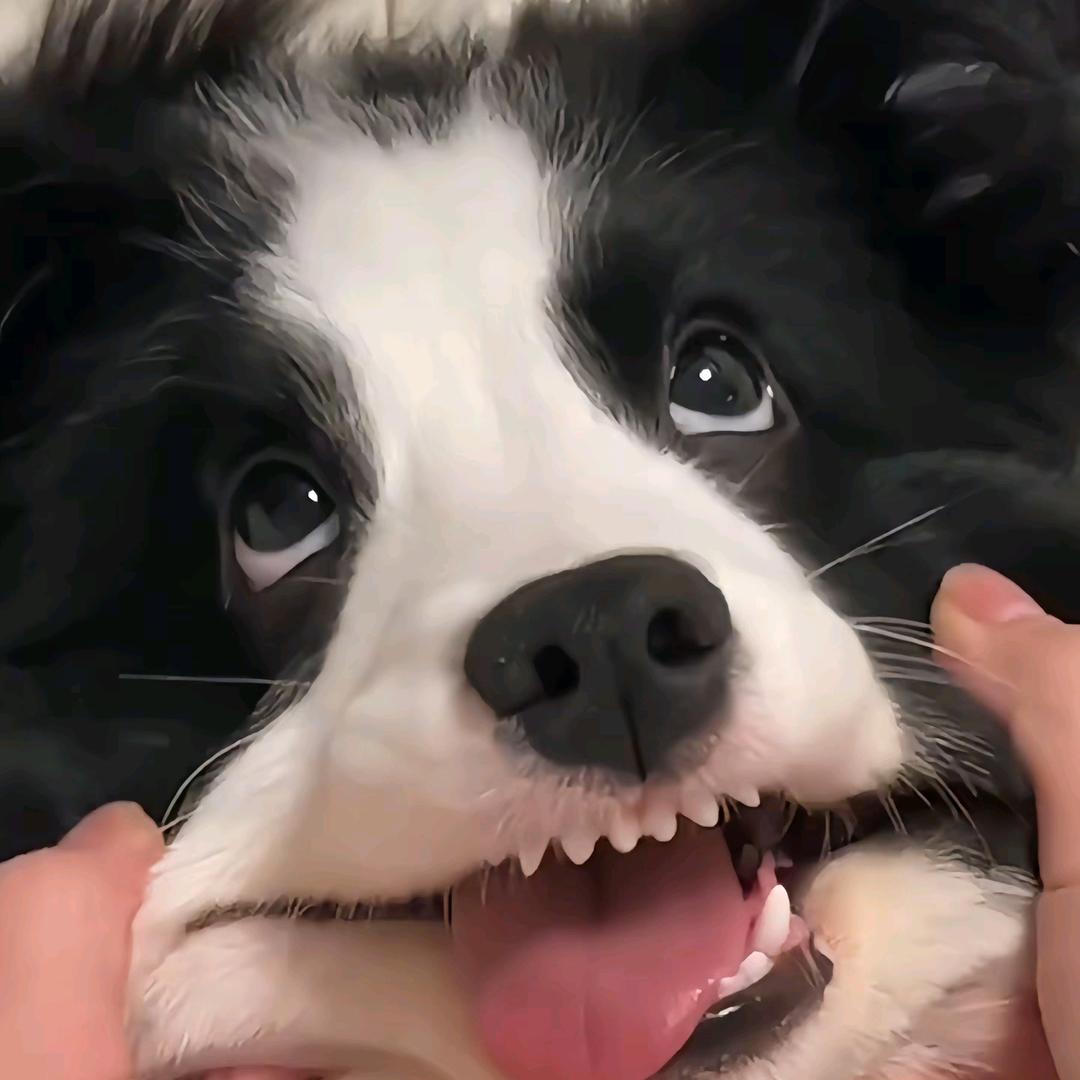 叭叭