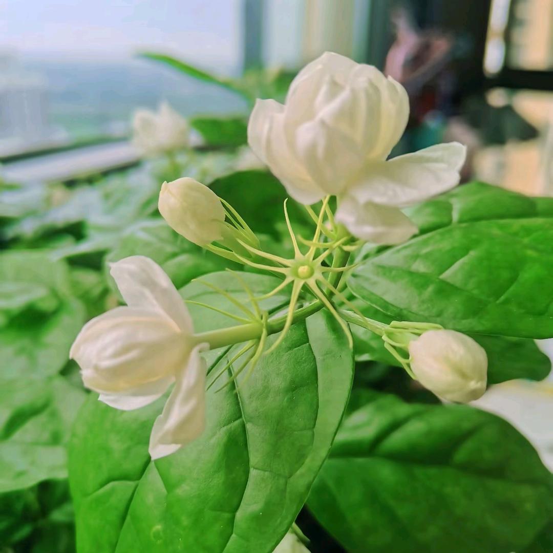 唱花儿的花儿