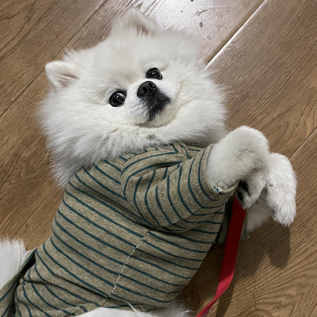 凉拌西红柿