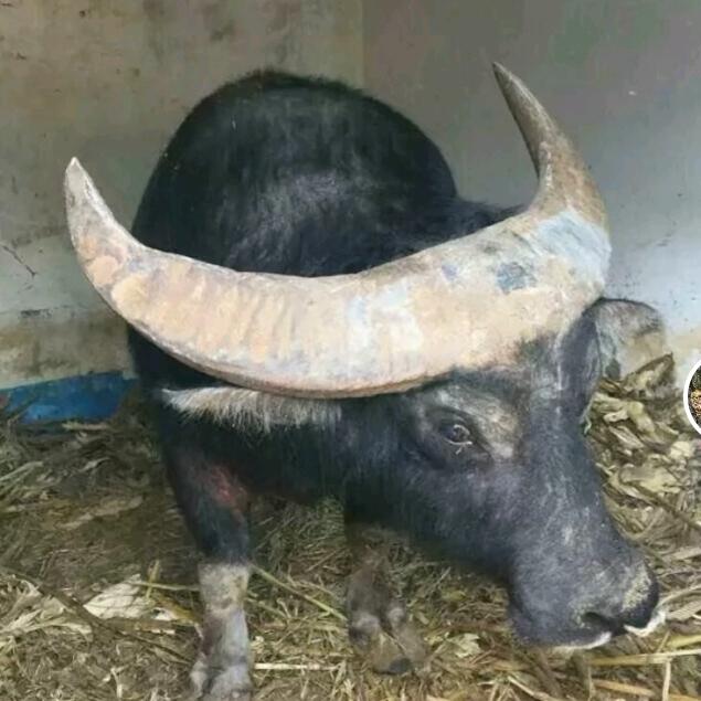 村超牛王