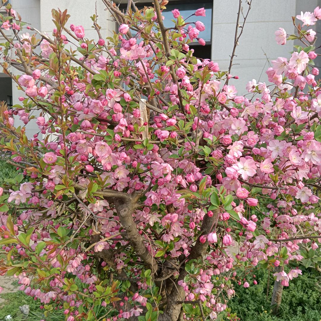 春暖花开