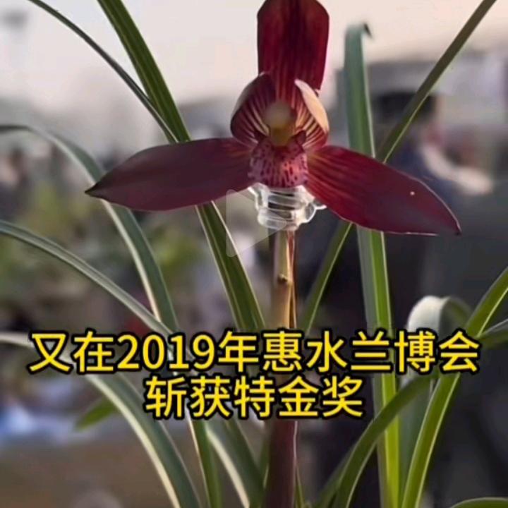 风雨彩虹