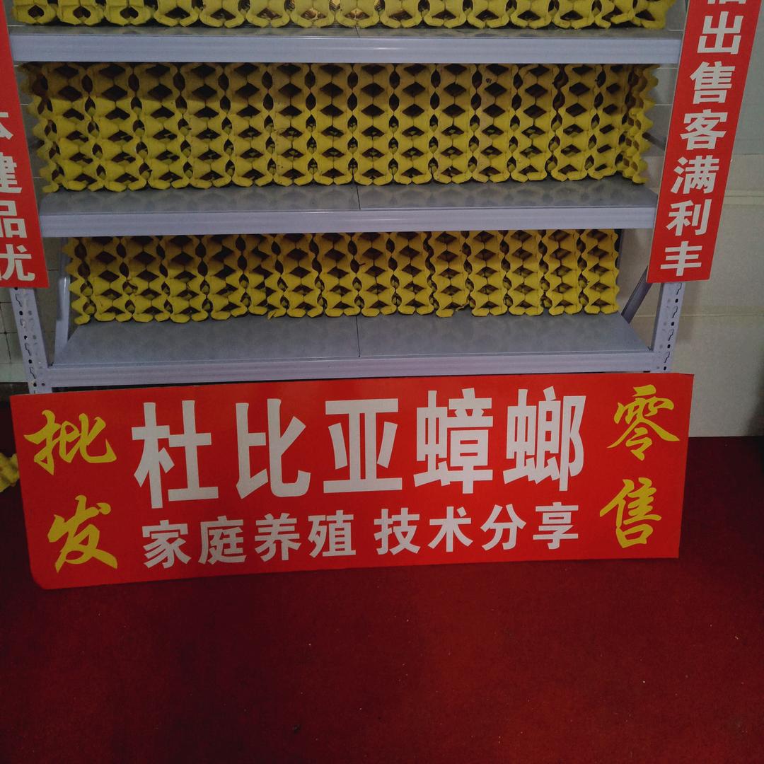 李家杜比亚蟑螂