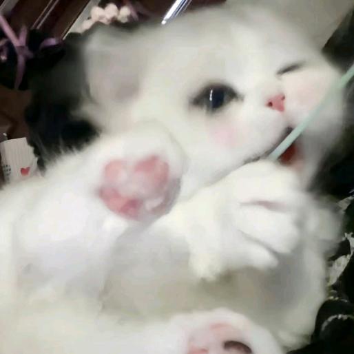 高冷快乐小狗₍˄·͈༝·͈˄*₎◞ ̑̑