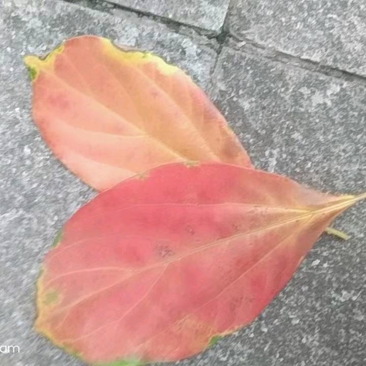 四姐