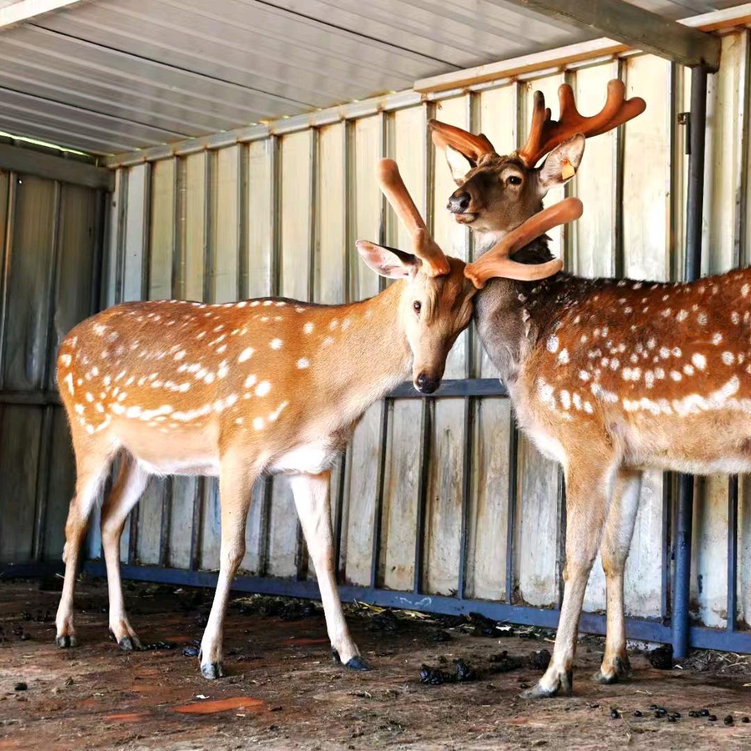 灵韵梅花鹿养殖场