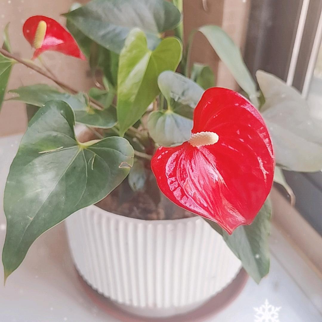 欧之柳花卉