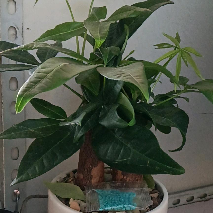 🌹悠悠我心