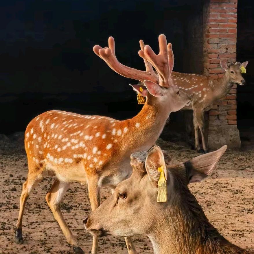 振茸长春双阳区振波参茸行滋补专卖店