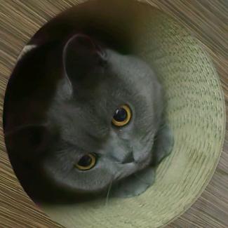 不爱茄子爱坚果（见过itzy版）