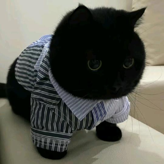 不会爬树的小野猫