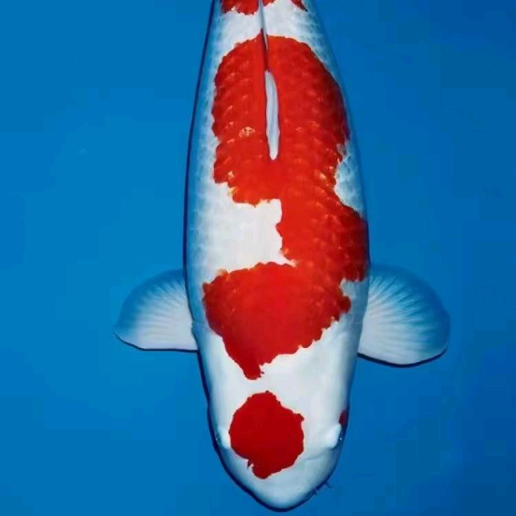 无鱼伦比锦鲤观赏鱼