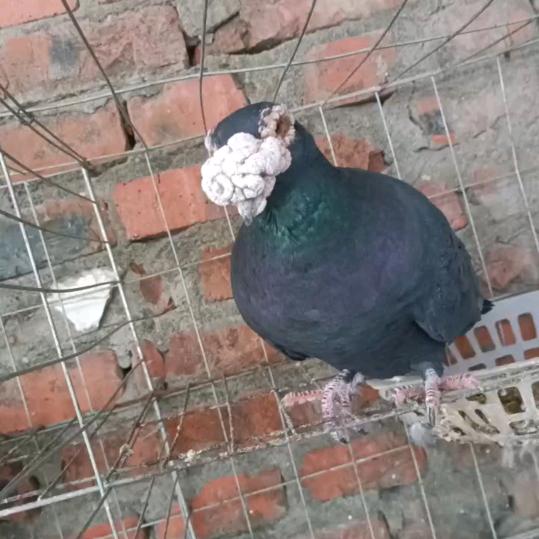 常年出售鸽子。