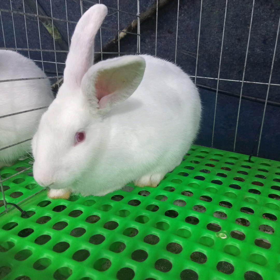 东北土特产养兔老王