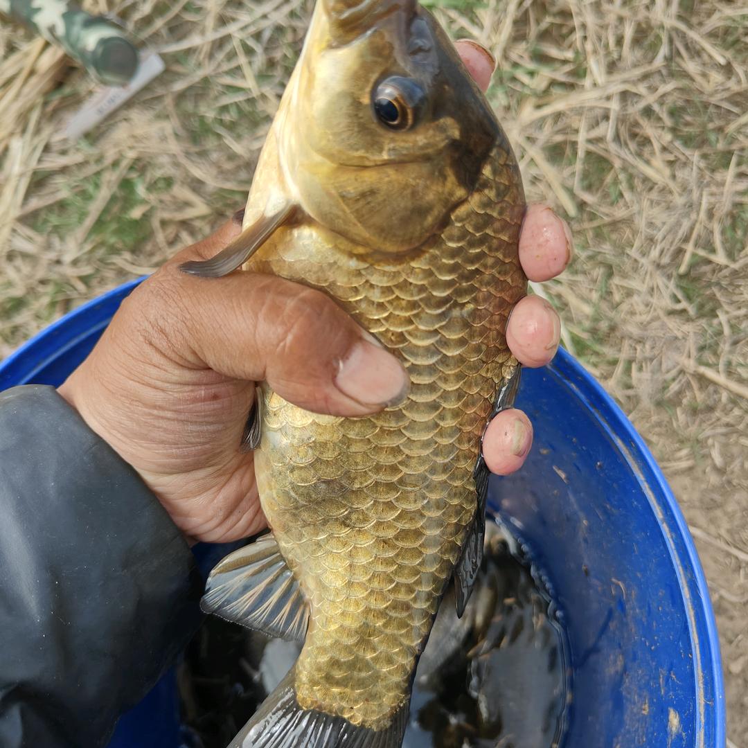 野钓飞哥