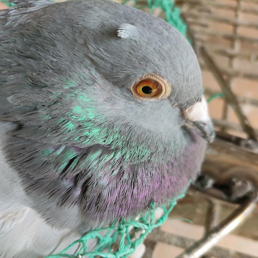 东莞张哥鸽棚（鸽友互关）