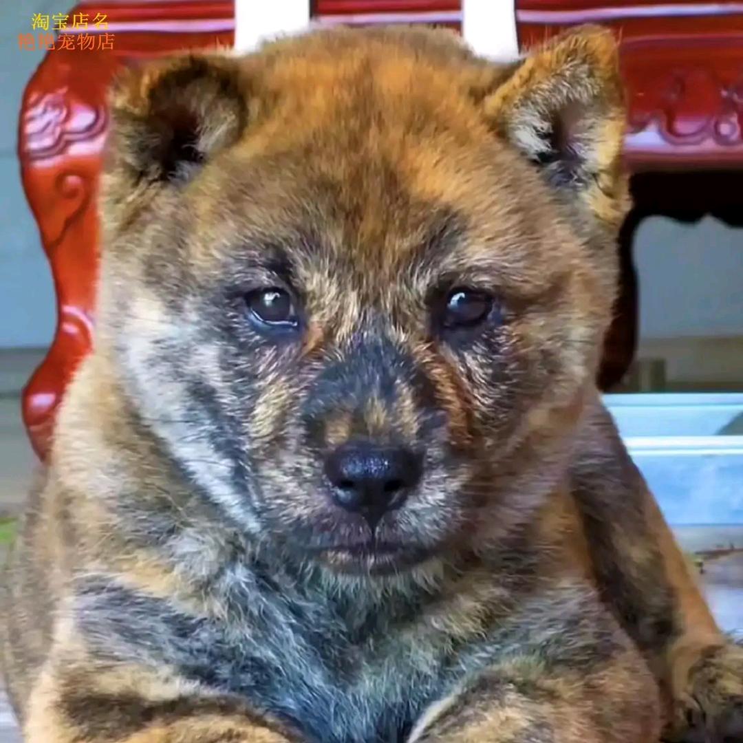 融水小张（土猎犬）