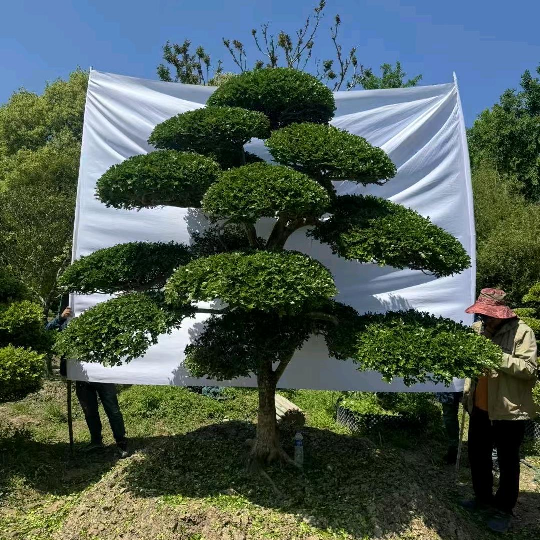 美家园林绿化