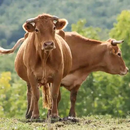 农村养牛人小丁