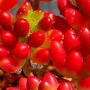 八月挂💐💐💐💐香