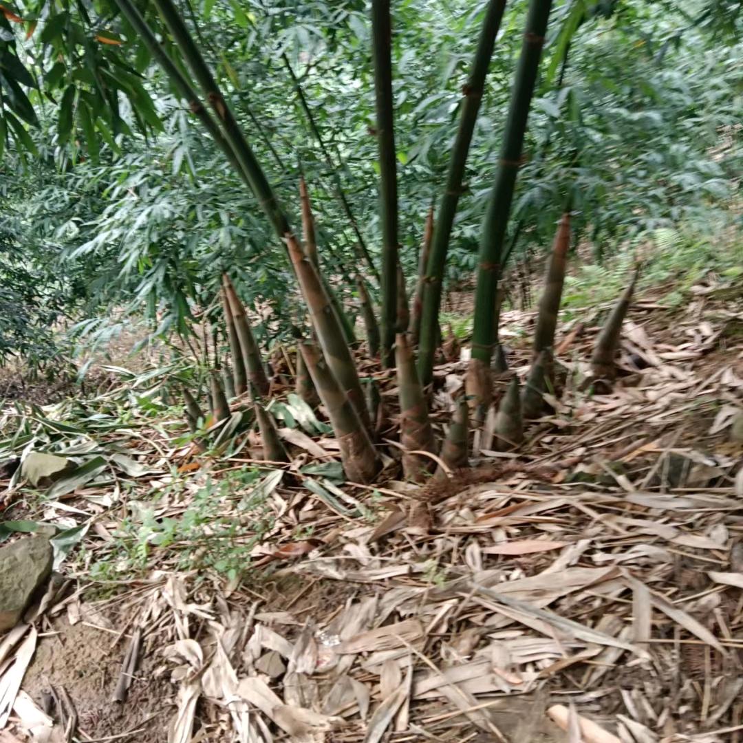 美好时光。