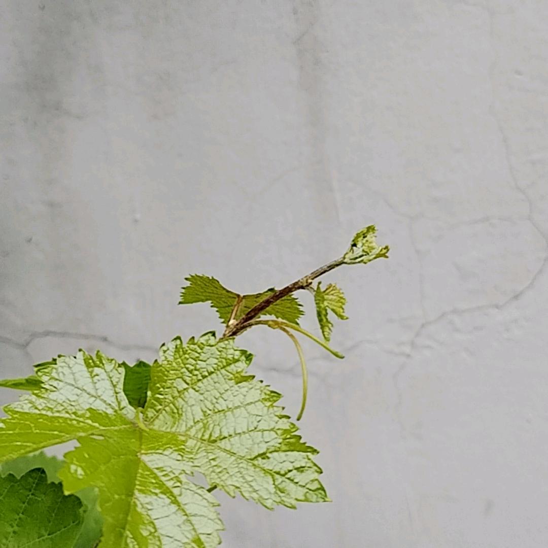 木木林